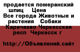 продается померанский шпиц  › Цена ­ 35 000 - Все города Животные и растения » Собаки   . Карачаево-Черкесская респ.,Черкесск г.